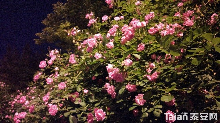 IMG_20180425_204651_HHT.jpg