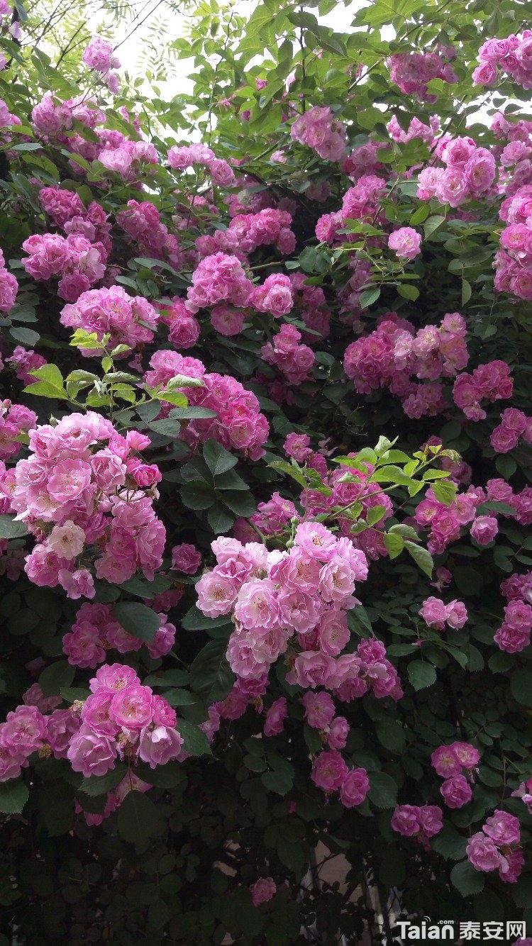 IMAG0419.jpg