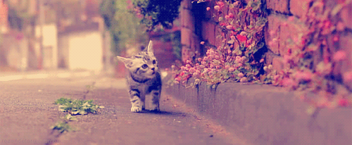 eaf81a4c510fd9f9cfbd5500242dd42a2834a434.gif