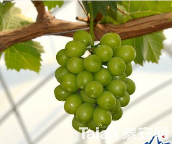 QQ��ͼ20180726101312.png