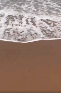 7b299ca4ly1fqzjfb8p31g205p08rb2a.gif