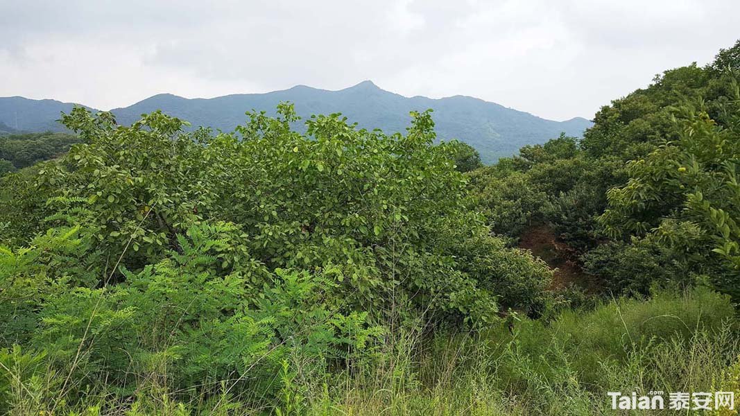 20180729_105209.jpg