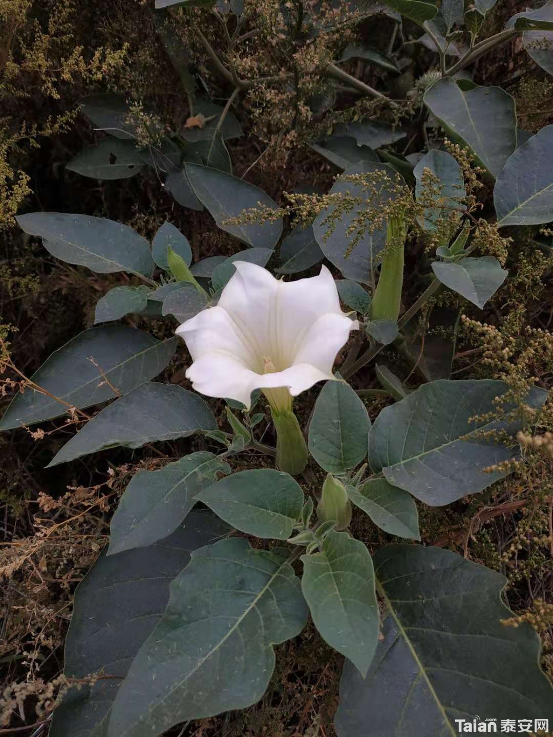 ΢��ͼƬ_20181015142743.jpg