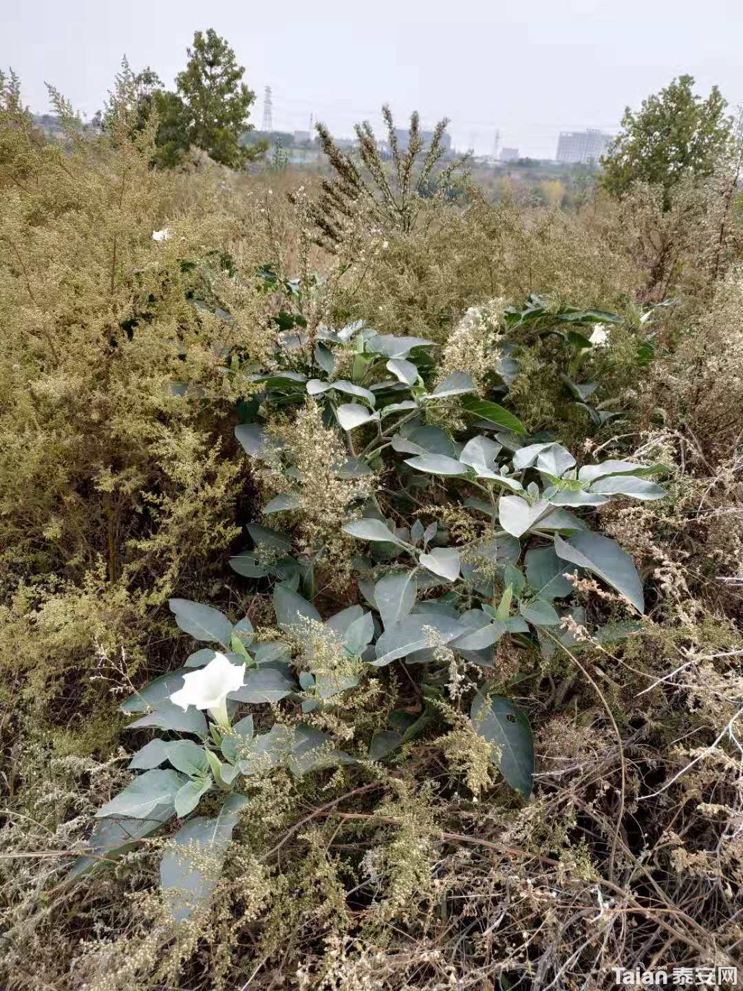 ΢��ͼƬ_20181015142746.jpg