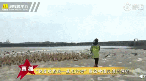 1.gif