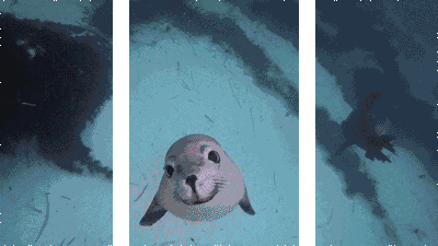 20190102_844987_1546391816078.gif