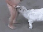QQͼƬ20190225134442.gif