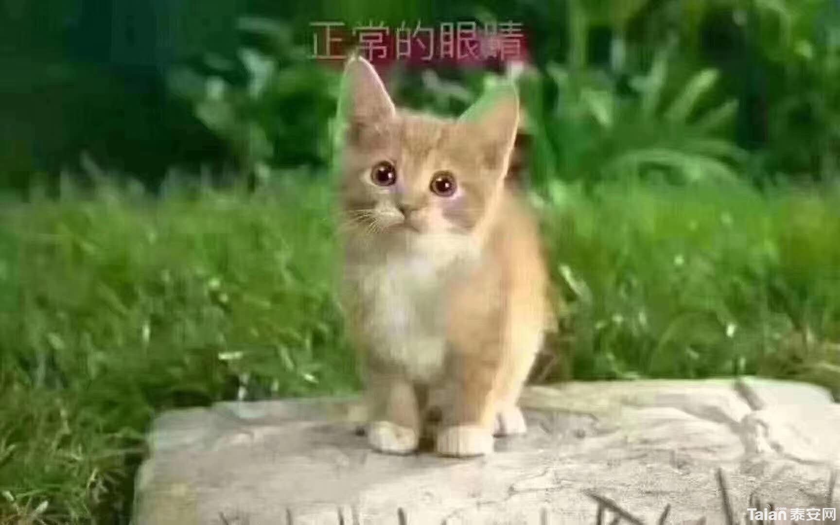 �������۾�