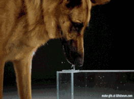 20190328_844987_1553733959710.gif