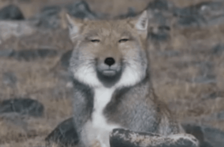 20190425_72942_1556181848033.gif