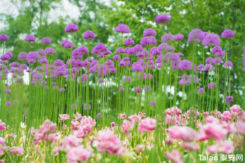DSC_4407.jpg