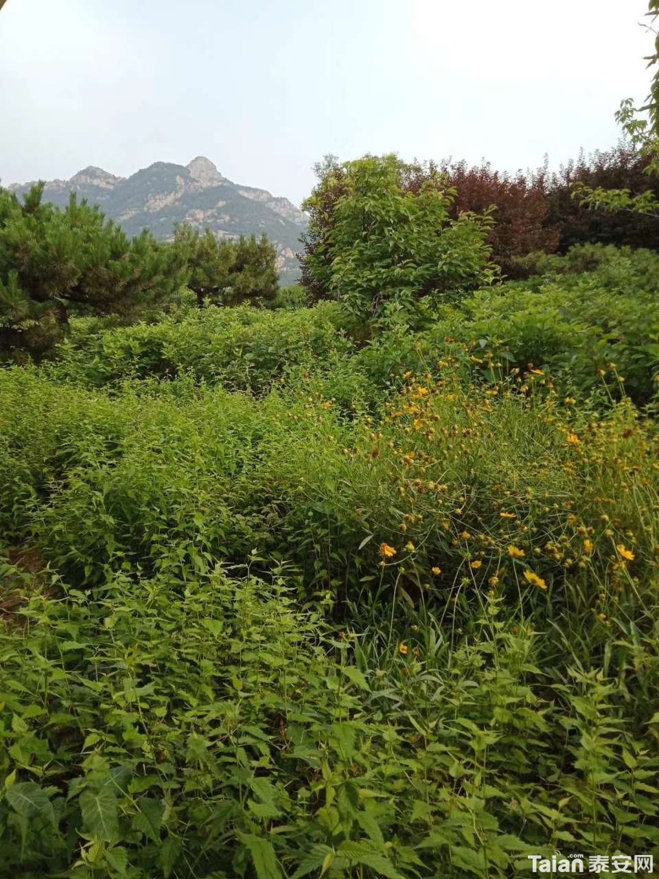 20190626_873967_1561518698364.jpg
