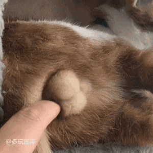 20190729_844987_1564398246276.gif