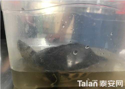 QQ��ͼ20190816100035.png