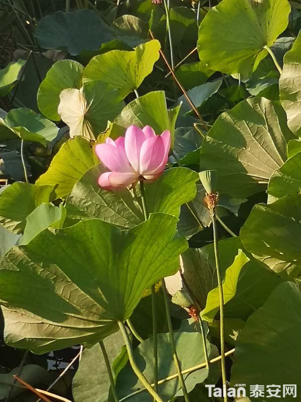 IMG_20190907_080032.jpg
