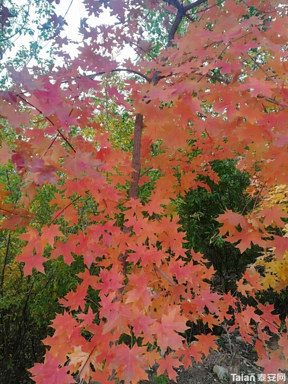 20191101_873967_1572569606345.jpg
