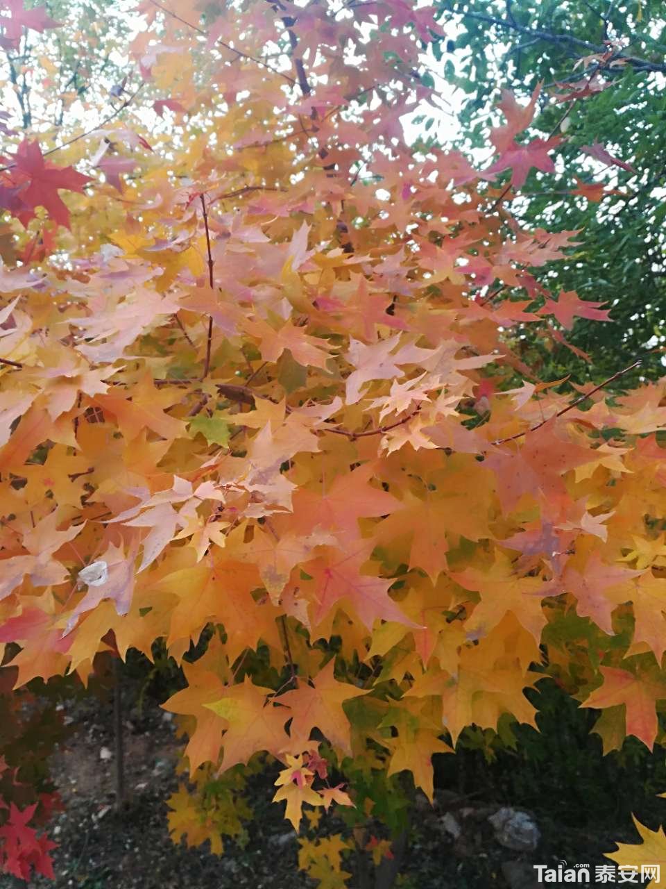 20191101_873967_1572569607318.jpg