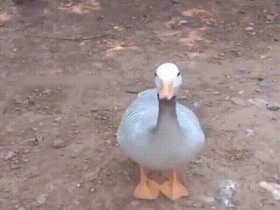 20200305_844987_1583369035044.gif