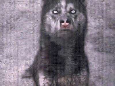 20200308_844987_1583661043806.gif