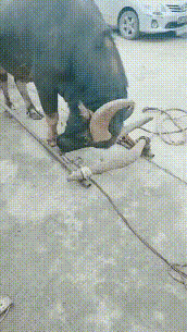 20200315_844987_1584280767621.gif