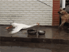 20200506_844987_1588755940647.gif