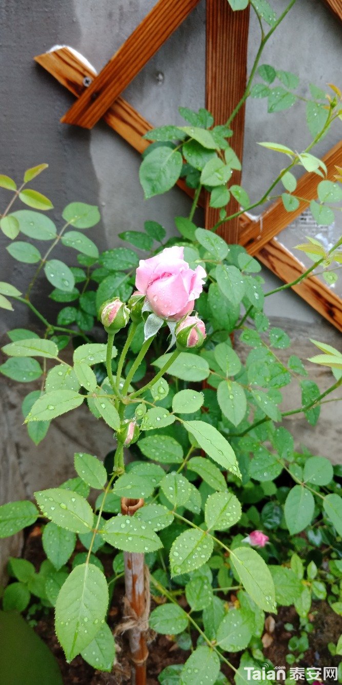 IMG20200722102621.jpg