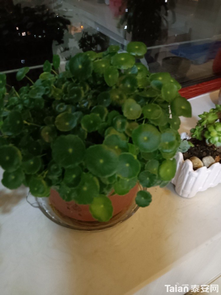 IMG20201228202730.jpg
