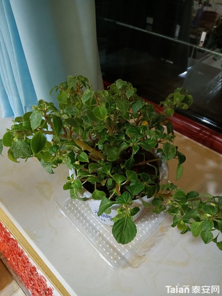 IMG20201228202737.jpg